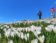 32 Crocus e  noi baciati dal sole